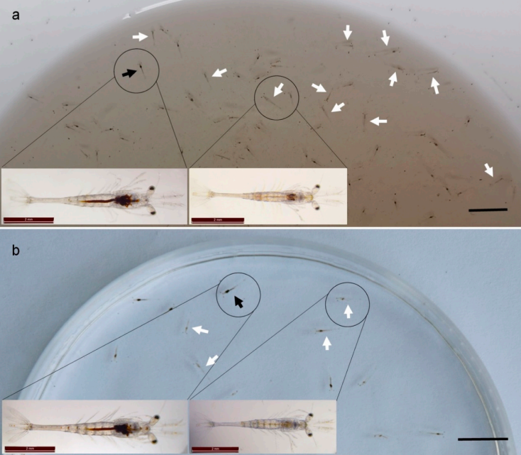 TPD VÀ BIỆN PHÁP PHÒNG BỆNH