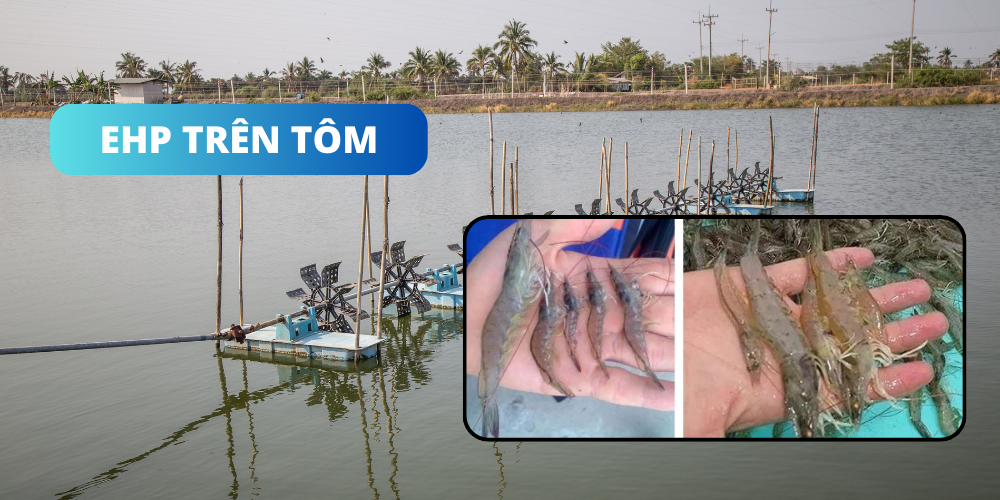 BỆNH EHP TRÊN TÔM NUÔI