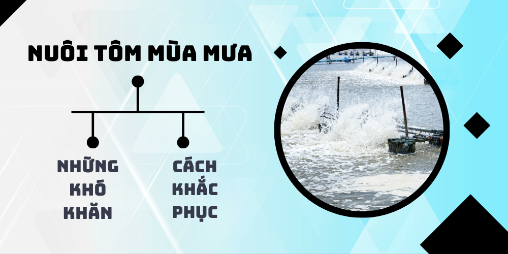 NHỮNG BẤT LỢI KHI NUÔI TÔM VÀO MÙA MƯA VÀ CÁCH KHẮC PHỤC